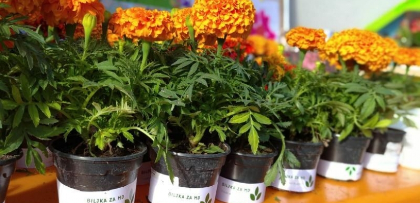 Biljka za MD 2025.